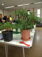 EHS Autumn Show 2025