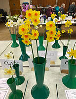 Daffodil vases