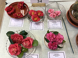 Camellias