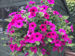 Barbara Betterton - Petunia hanging basket with plants grown from seed.