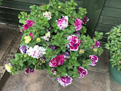 Barbara Betterton - Large pot of petunias, 'Purple Pirouette'. They smell absolutely gorgeous. Grown from seed.