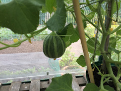 Barbara Betterton - Melon on plant. Barbara has four plants growing, all with melons.