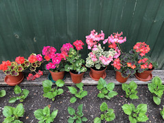 Barbara Betterton - Pelargoniums.