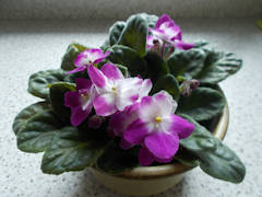 Barbara Porket - African violet