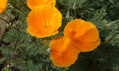 Chris Allum - Californian poppies