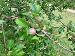 Gerry Edwards - Ellison's Orange apples in my garden beginning to form.
