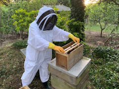 Gerry Edwards - A swarm of bees being hived by me.