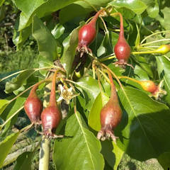 Gerry Edwards - Louise Bonne of Jersey pears in my garden starting to form.
