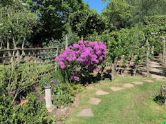 Gerry Edwards - One of my favourite rhododendrons in my garden.