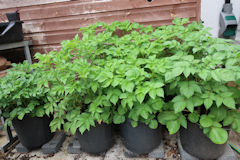 Jess Lee - Solanum tuberosum (potato) grown in builders' buckets