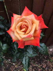 John Field - Aunt Ellen's rose.