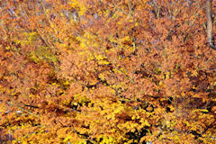 John Perryman's garden - autumn trees back garden.