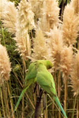 John Perryman's garden - parakeet visitor.
