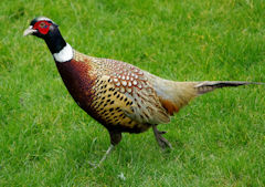 John Perryman's garden - pheasant.