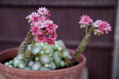 John Perryman's garden - Sempervivum present.