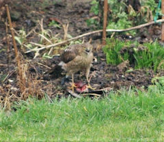 John Perryman's garden - sparrowhawk.