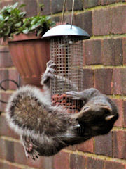 John Perryman's garden - squirrel on nuts.