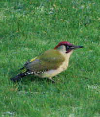 John Perryman's garden - woodpecker.