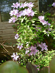 Margaret Bacon - Nelly Moser clematis