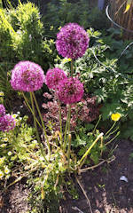 Maureen Pidgeon - alliums