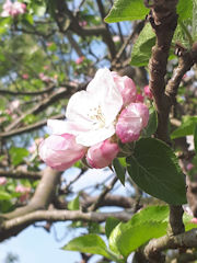 Penny Rutherford - apple blossom.