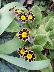 Penny Rutherford - gold lace primulas.