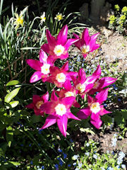 Penny Rutherford - lily tulips burgundy.