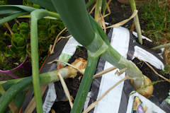 Richard Lefley - Onions in new salad and veg grow bag.