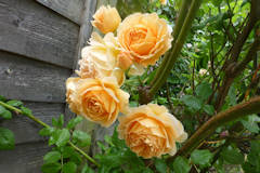 Richard Lefley - Early Summer roses.