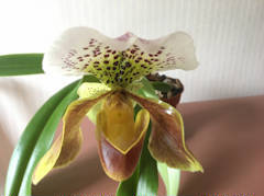 Sue Alexander - Slipper Orchid