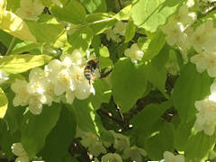 Sue Alexander - Philadelphus coronarius aureus.