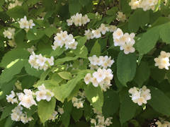 Sue Alexander - Philadelphus coronarius aureus.