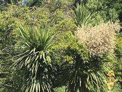 Sue Alexander - Cordyline australis 'Black Tower'. Planted 2005.