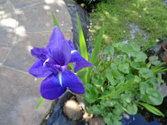 Sue Place  - Blue iris - name unknown