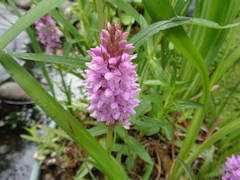 Sue Place - Spotted orchid hybrid