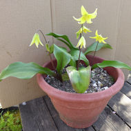 Entry: 0203 - Sue Place - Erythronium