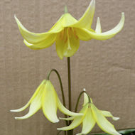 Entry: 0206 - Friends of Eastcote House Gardens - Erythronium - Highly Commended