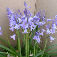 Entry: 0207 - Friends of Eastcote House Gardens - Bluebells - Highly Commended