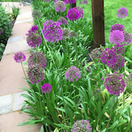 Entry: 0212 - Sue Alexander - Alliums