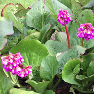 Entry: 0213 - Sue Alexander - Bergenia