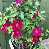 Entry: 0219 - Barbara Betterton - Clematis