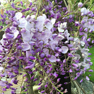 Entry: 0308 - Sue Alexander - Wisteria