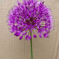 Entry: 0607 - Sue Place - Allium - 3rd