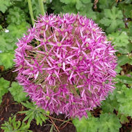 Entry: 0608 - Maureen Pidgeon - Allium - 2nd