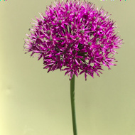 Entry:0609 - Sue Alexander - Allium