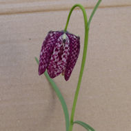 Entry: 2301 - Sue Place - Snakes-head Fritillary