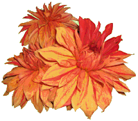 chrysanthemum