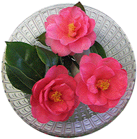 camelia