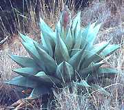 Agave havardiana