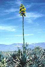 Agave deserti